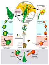 Flower Parts Chart